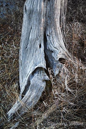 Deadwood_07569.jpg - Photographed near Lombardy, Ontario, Canada.
